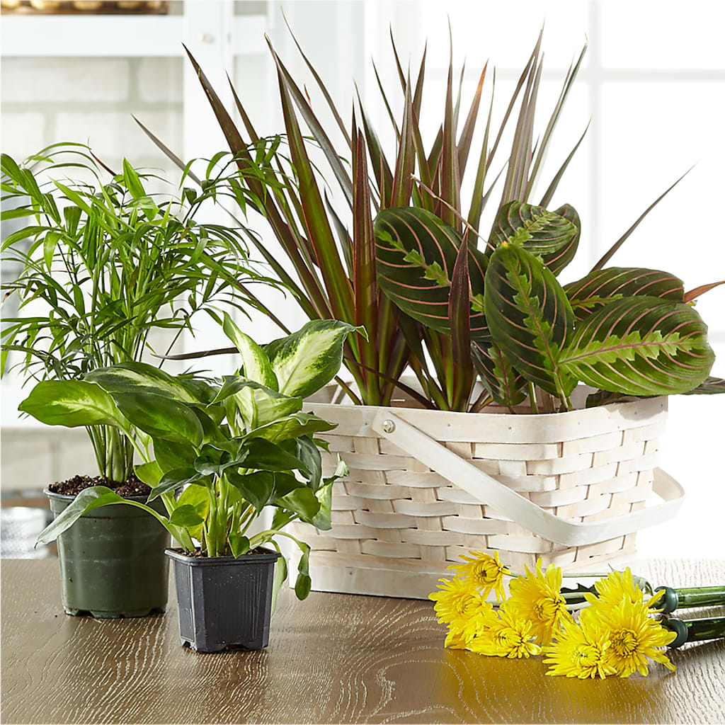 Florist Designed Blooming and Green Plants in a Basket – SHAW'S, West Bridgewater MA