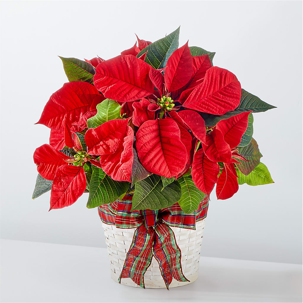 Happiest Holidays Poinsettia – SHAW'S, West Bridgewater MA