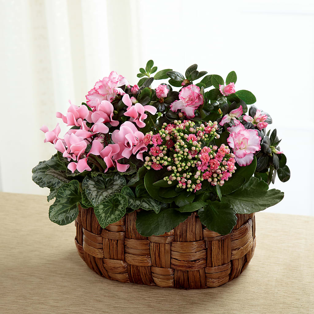 Pink Assortment – SHAW'S, West Bridgewater MA
