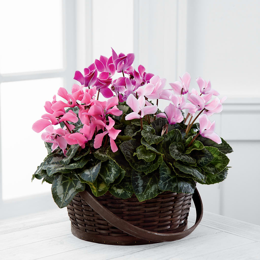 Mixed Cyclamen Planter – SHAW'S, West Bridgewater MA