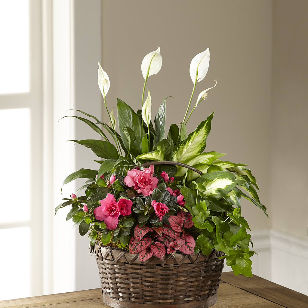 Dream in Pink Dishgarden – SHAW'S, West Bridgewater MA