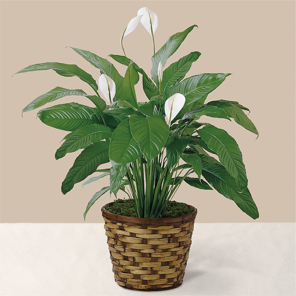 Tranquil Moments Peace Lily Plant – SHAW'S, West Bridgewater MA