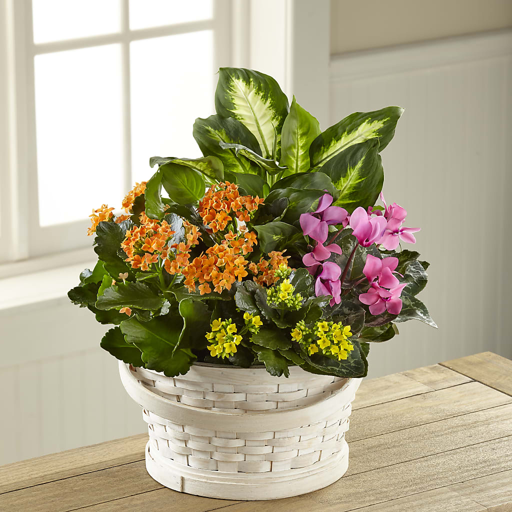 Color Crush Dishgarden – SHAW'S, West Bridgewater MA