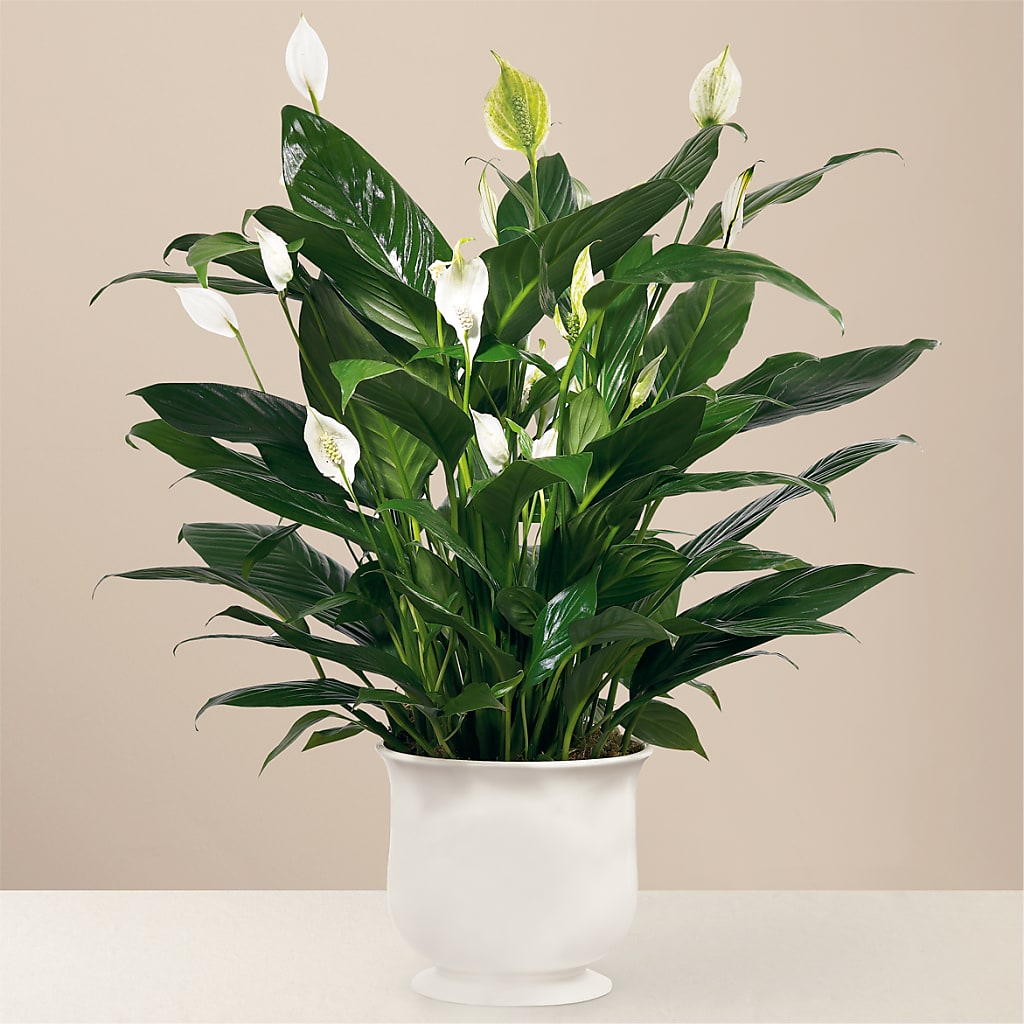 Comfort Planter – SHAW'S, West Bridgewater MA