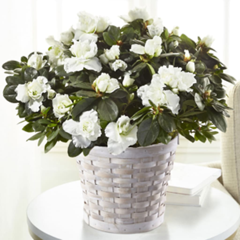 White Azalea Plant – SHAW'S, West Bridgewater MA