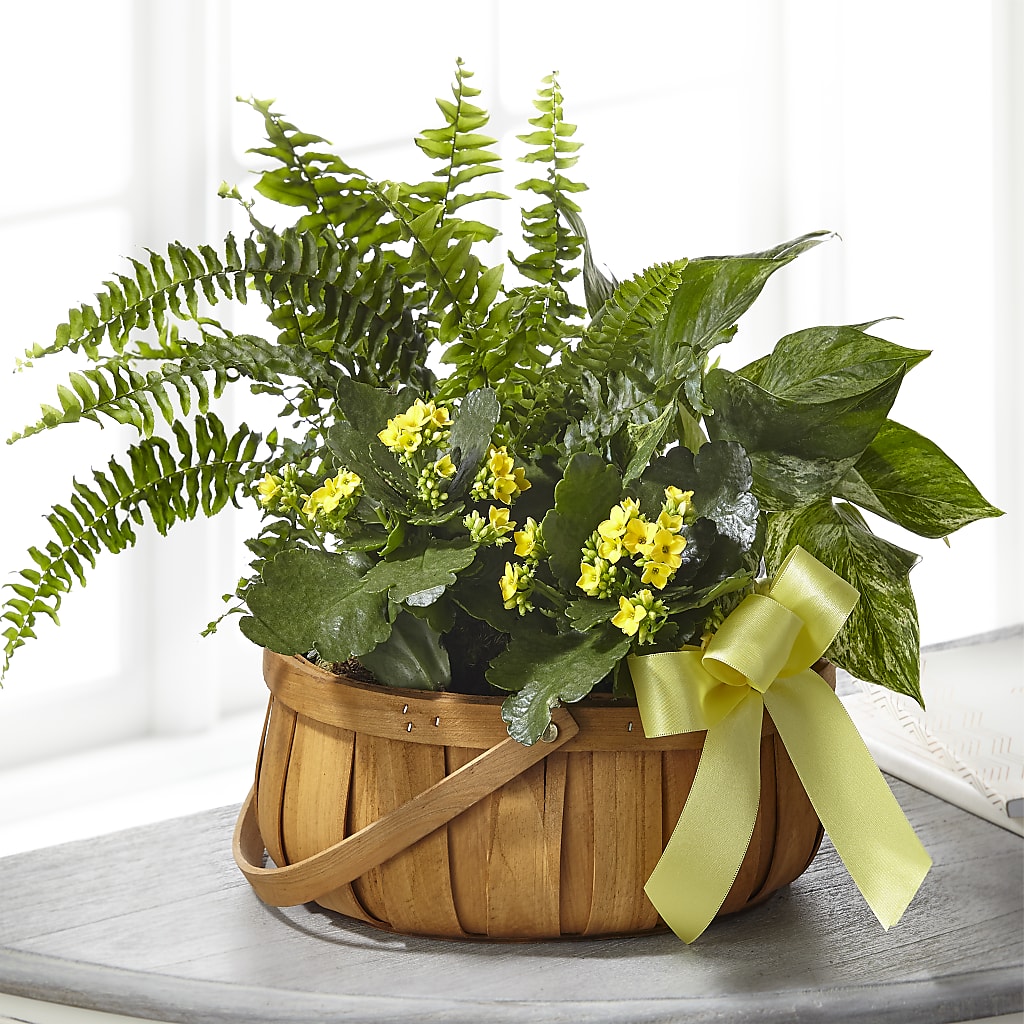 Always Dear Dishgarden – SHAW'S, West Bridgewater MA