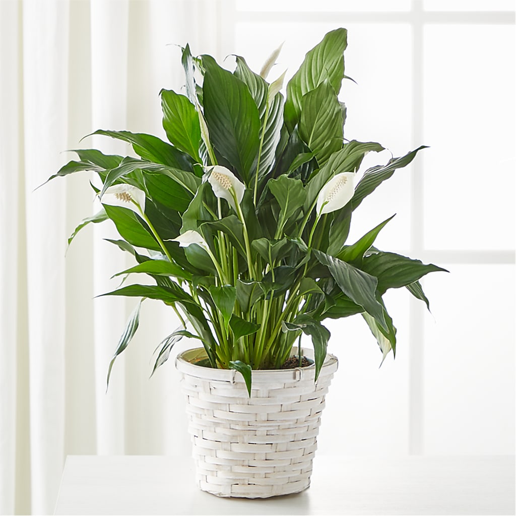 A New Leaf Peace Lily – SHAW'S, West Bridgewater MA