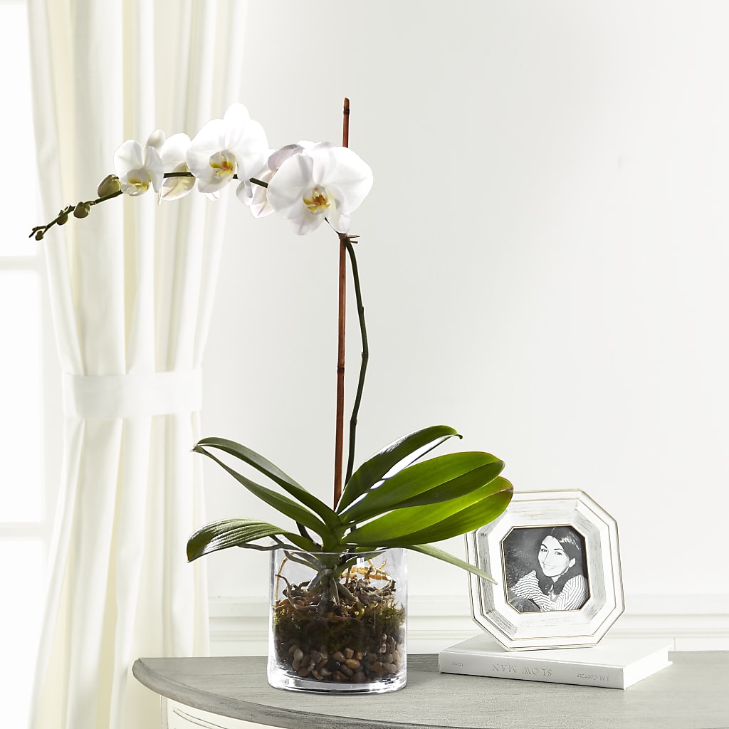 White Orchid Planter – SHAW'S, West Bridgewater MA