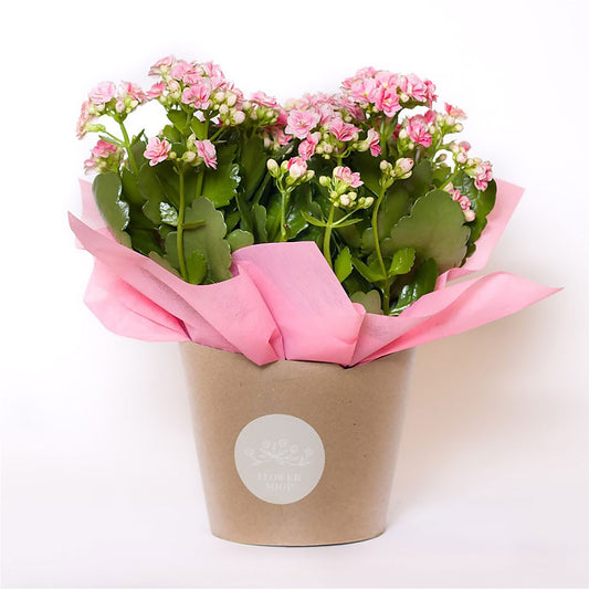 Blooming Kalanchoe Pink