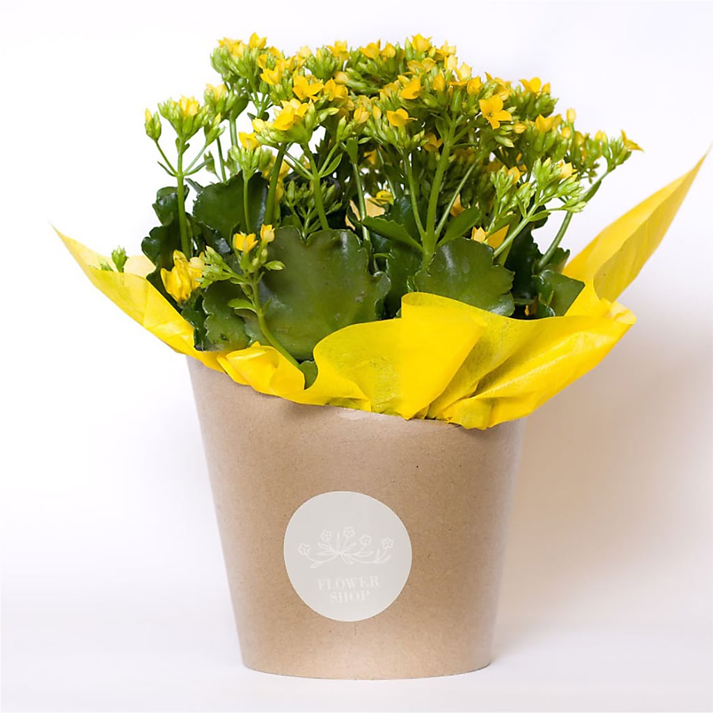 Blooming Kalanchoe Yellow