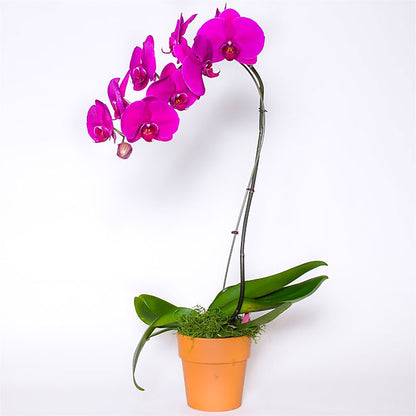 Single Colored Orchid in Pot – SHAW'S, West Bridgewater MA