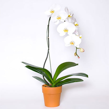 Single White Orchid in Pot – SHAW'S, West Bridgewater MA