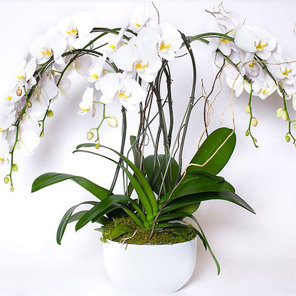 Orchid Garden Premium – SHAW'S, West Bridgewater MA