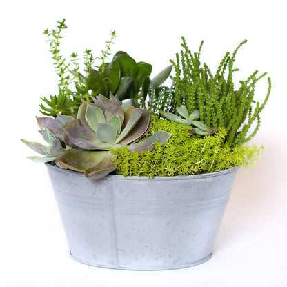 Succulent Garden – SHAW'S, West Bridgewater MA
