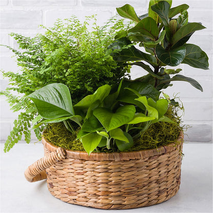 Euro Foliage Basket – SHAW'S, West Bridgewater MA