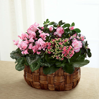 Pink Assortment – SHAW'S, West Bridgewater MA