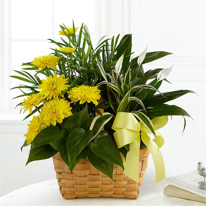 Loving Light Dishgarden – SHAW'S, West Bridgewater MA