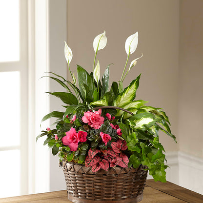 Dream in Pink Dishgarden – SHAW'S, West Bridgewater MA