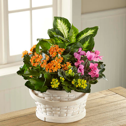 Color Crush Dishgarden – SHAW'S, West Bridgewater MA