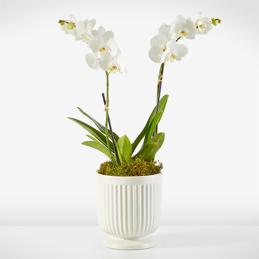 Whispering White Orchid – SHAW'S, West Bridgewater MA