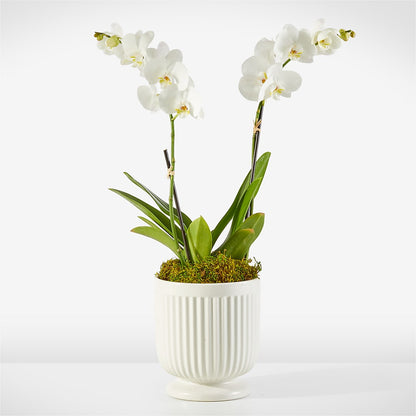 Whispering White Orchid – SHAW'S, West Bridgewater MA