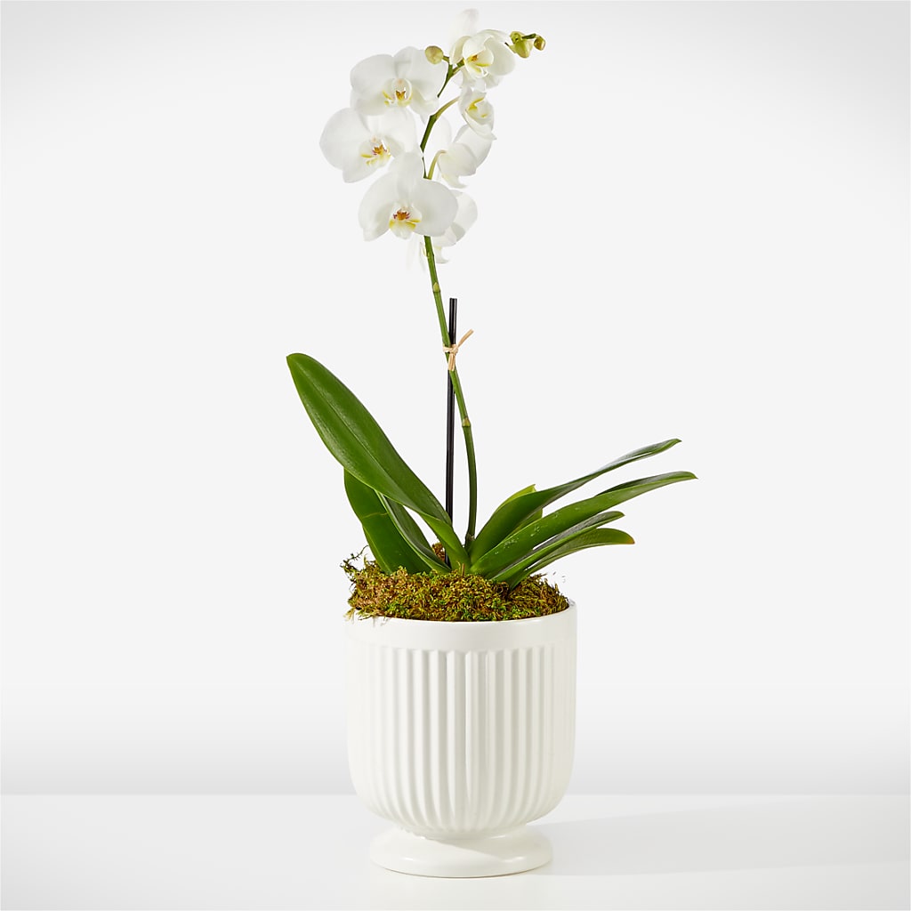 Whispering White Orchid – SHAW'S, West Bridgewater MA