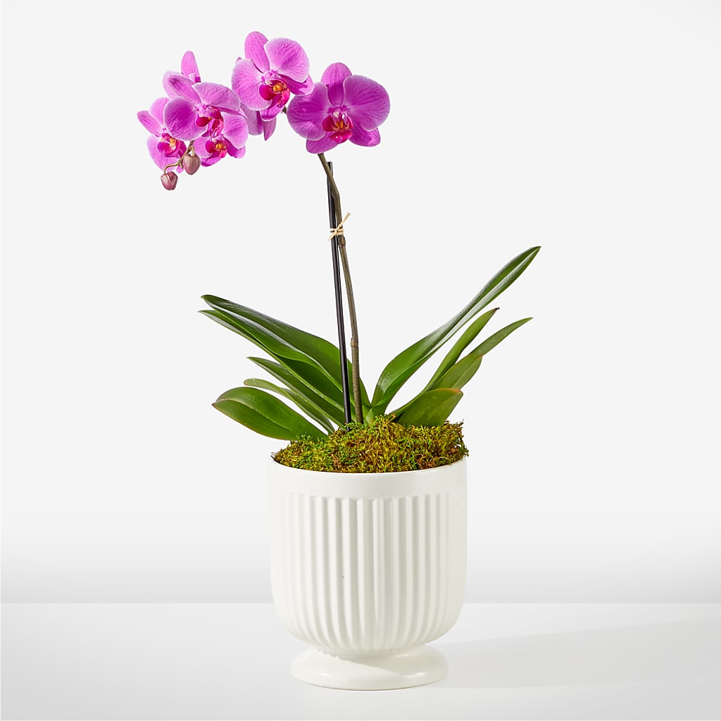 Friendly Fuchsia Orchid – SHAW'S, West Bridgewater MA