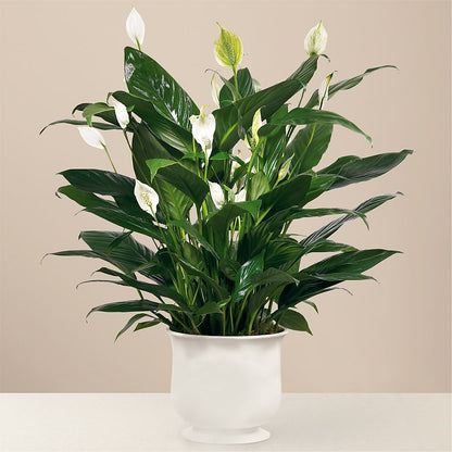 Comfort Planter – SHAW'S, West Bridgewater MA