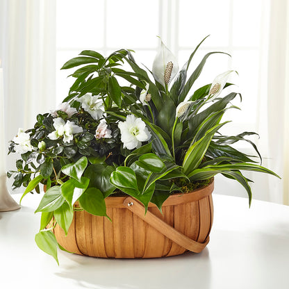Serene Dishgarden – SHAW'S, West Bridgewater MA