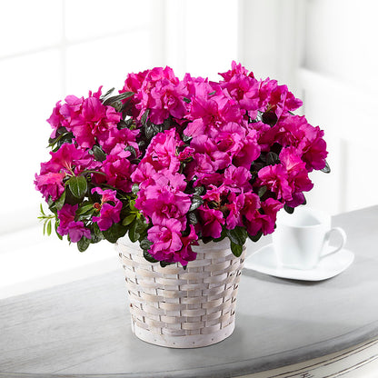 Hope & Serenity Azalea Plant – SHAW'S, West Bridgewater MA