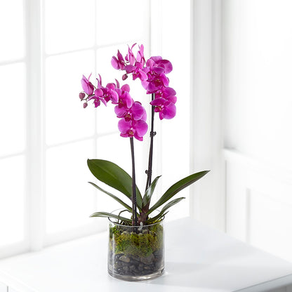 Pink Orchid Plant – SHAW'S, West Bridgewater MA