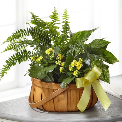 Always Dear Dishgarden – SHAW'S, West Bridgewater MA