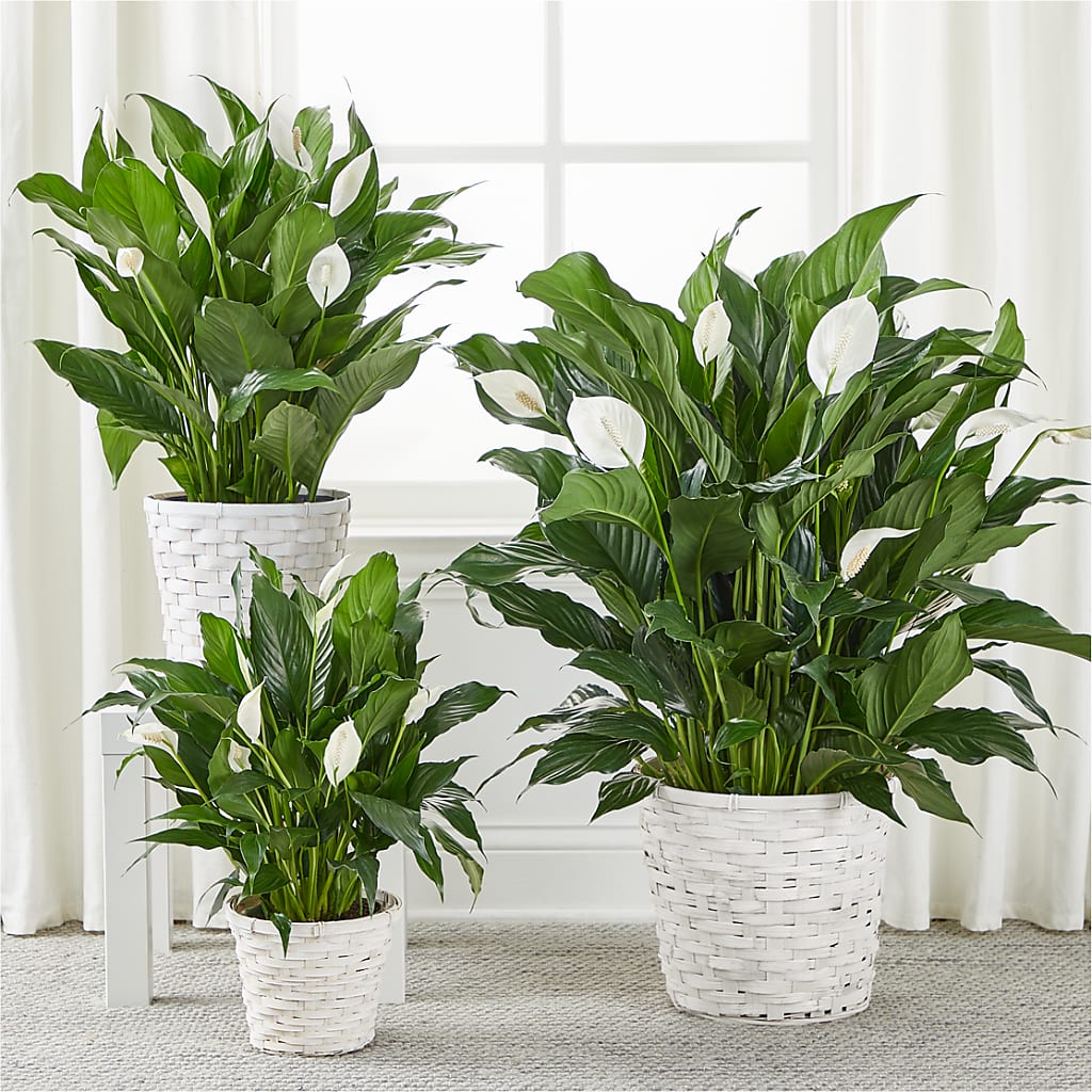 A New Leaf Peace Lily – SHAW'S, West Bridgewater MA