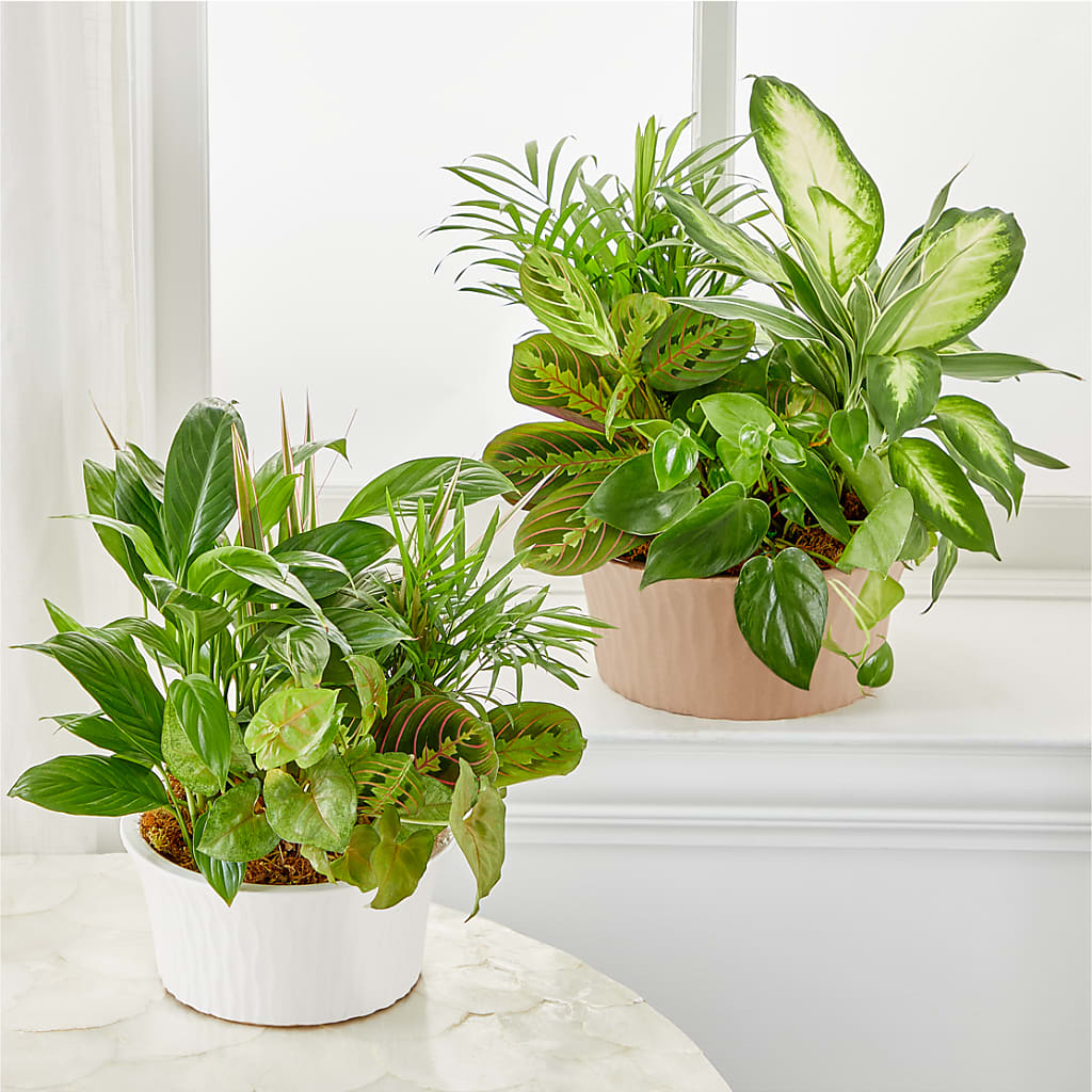 Balance & Harmony Dishgarden – SHAW'S, West Bridgewater MA