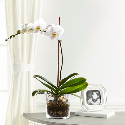 White Orchid Planter – SHAW'S, West Bridgewater MA
