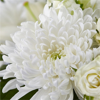 Classic Ivory – A Florist Original – SHAW'S, West Bridgewater MA
